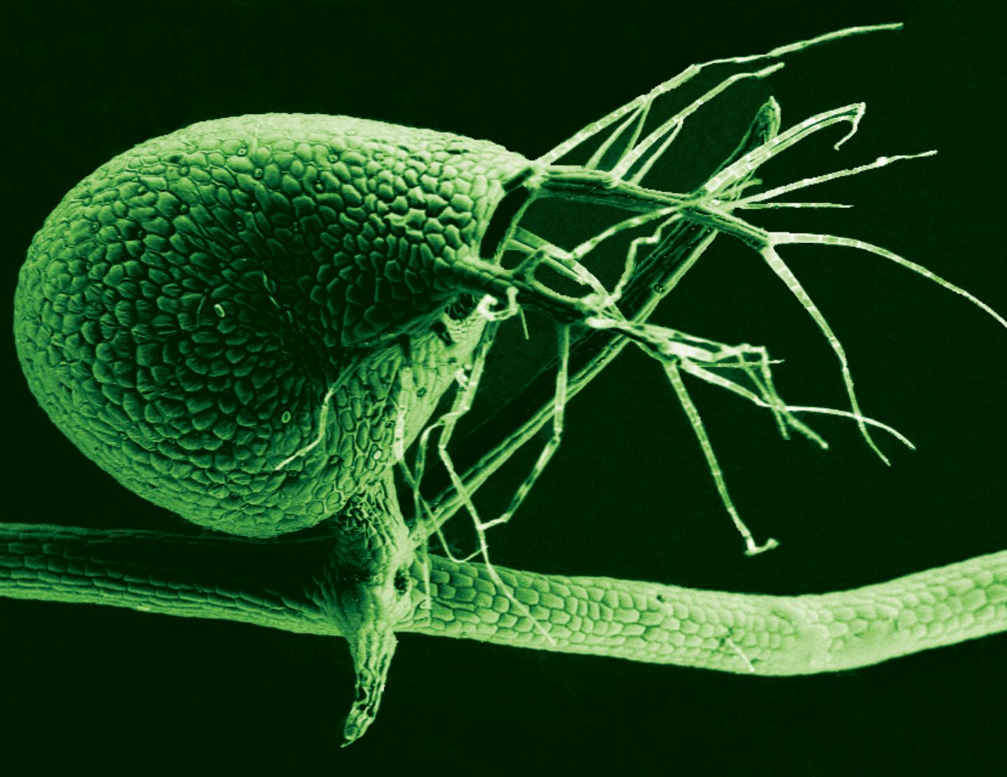 Carnivorous Humped Bladderwort Plant