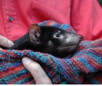 Scientists Sequence Endangered Tasmanian Devil's Genome (3 of 3)