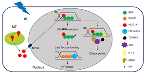 Key Regulating Protain Found in Homologous Recombination and Cell Survival