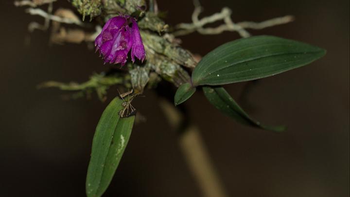 <I>Dendrobium centrosepalum</I>