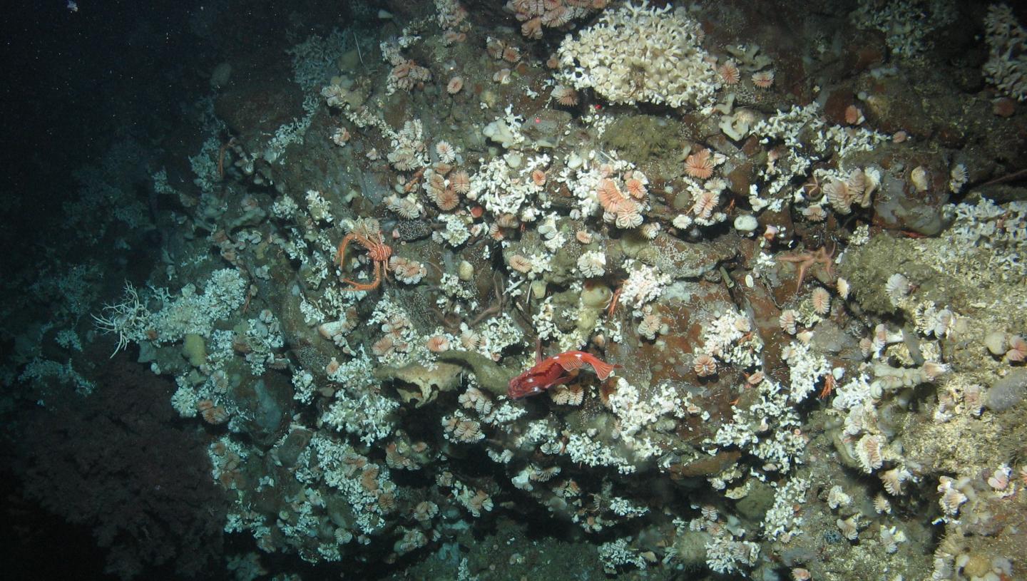 Corals in Corrosive Waters