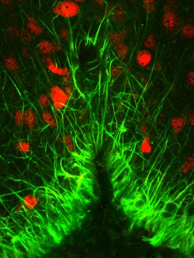 Hydration Sensing Neurons (Red) and the Glial Cells (Green)
