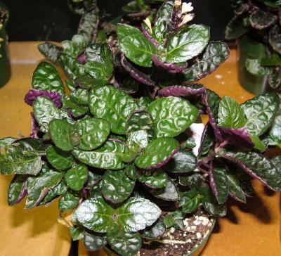 Common Plants Can Eliminate Indoor Air Pollutants
