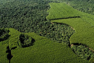 Eucalyptus Forest in Brazil