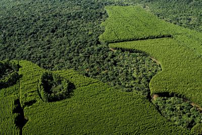 Eucalyptus Forest in Brazil