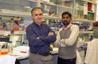 Angel R. Nebreda and Jalaj Gupta, Institute for Research in Biomedicine (IRB Barcelona)
