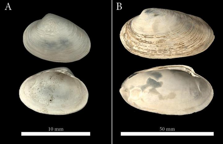 Ancient Clam Shells from the High Arctic