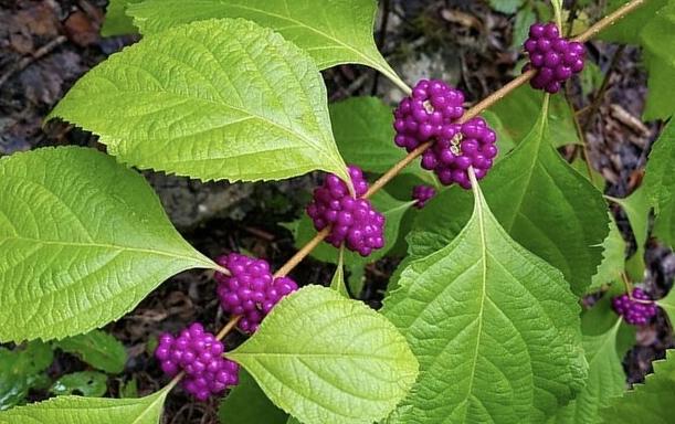 American Beautyberry