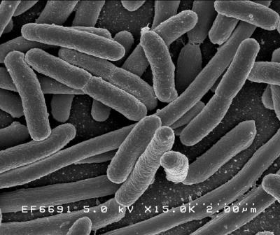 <I>E. coli</I> Bacteria