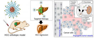 Nf-Trip for Hepatocellular Carcinoma Targeted Therapy