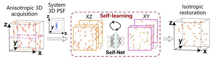 Fig. 1 | Self-learning strategy to improve the 3D resolution isotropy of volumetric microscopy.