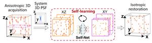 Fig. 1 | Self-learning strategy to improve the 3D resolution isotropy of volumetric microscopy.