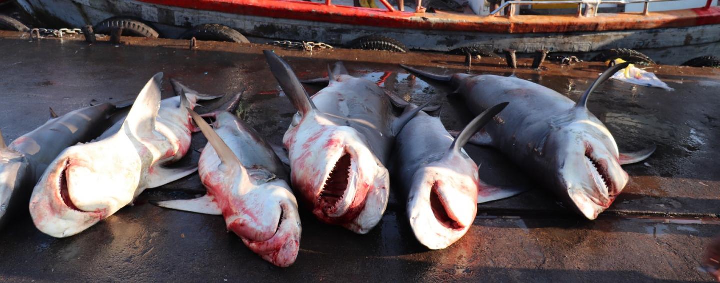 Sharks for sale in a Sri Lankan fish market