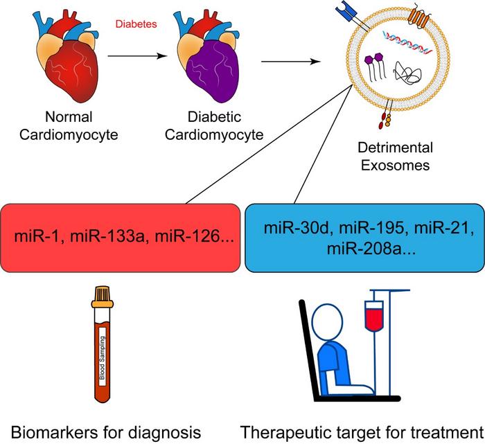 Illustration of the role of exosomes in diabetic cardiomyopathy (DCM). In response to diabetes, normal cardiomyocytes undergo pathological changes, leading to the release of detrimental exosomes. These exosomes carry specific microRNAs (miRNAs), such as m