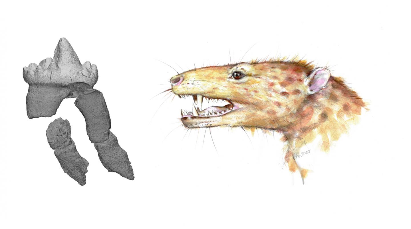 An artistic reconstruction of a mammaliaform and the 3D reconstruction of the molar-like tooth