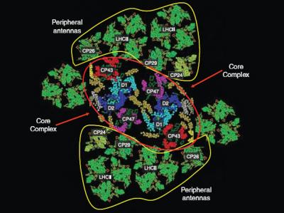 Photoharvesting System II