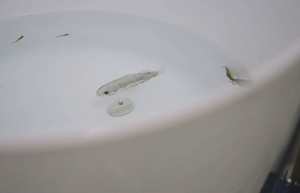 Robotic fish, mosquitofish and tadpoles in a testing arena