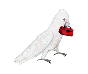 Illustration of a cockatoo carrying a toolbox