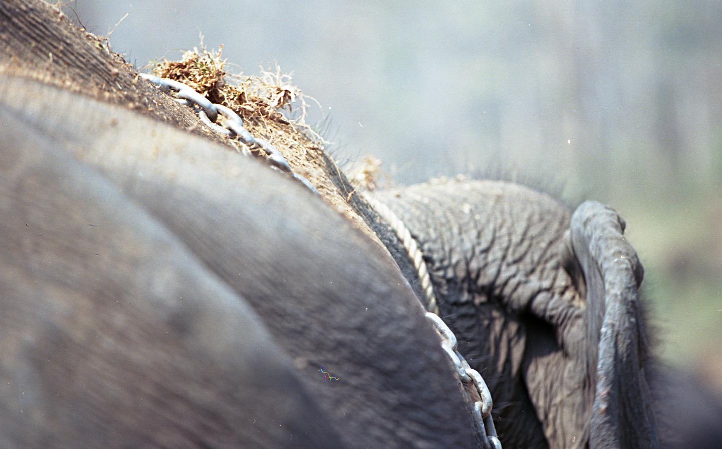 Chained Timber Elephant