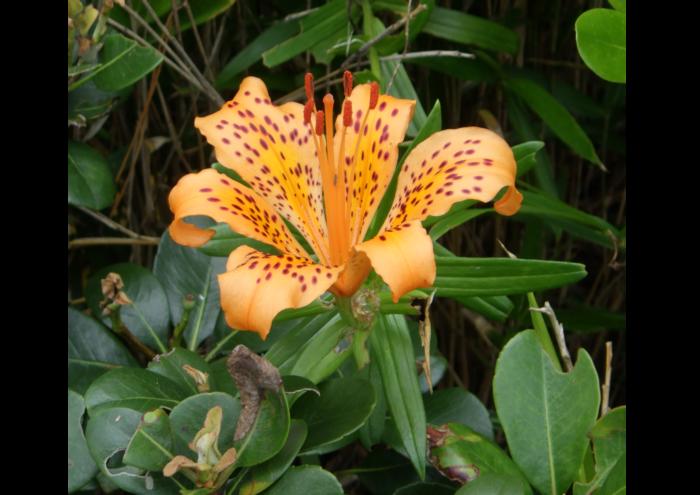 The new species of Japanese lily Lilium pacificum