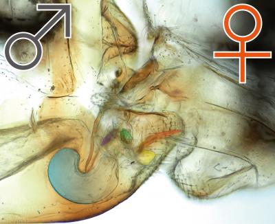 <I>Neotrogla truncata</I> in Copula