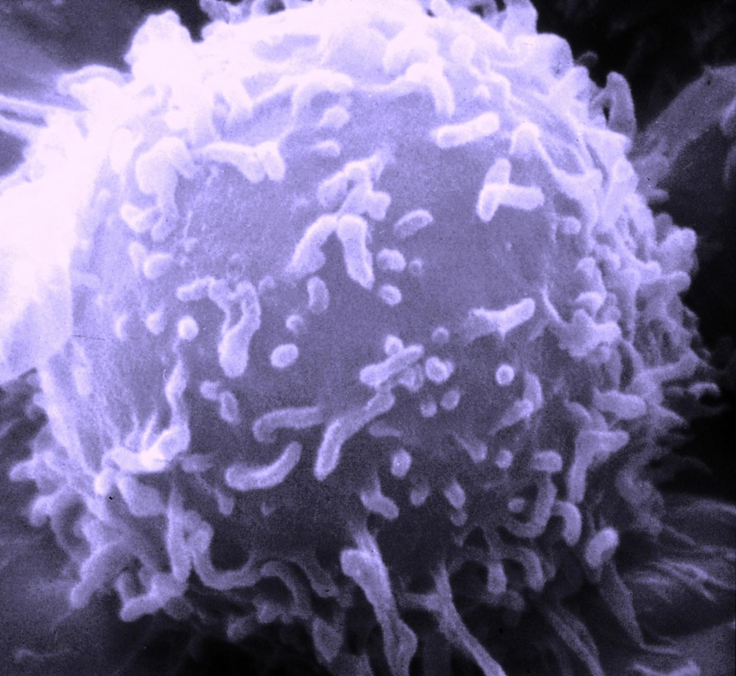 Human Lymphocyte