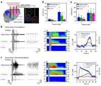 Figure 3. Multipoint Measurements of External K+ Concentration in Freely Moving Mice