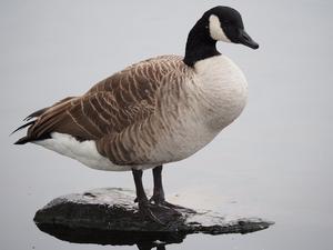 Canada Goose in the United Kingdom is an alien species