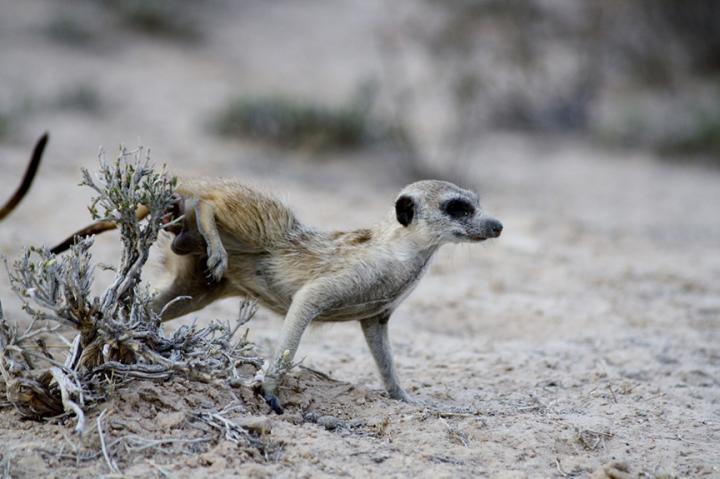 Meerkat Scent Marking