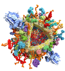 synaptic vesicle from a nerve cell in the mammalian brain