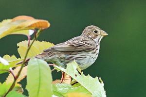 Bucking the trend: the corn bunting is one of the few field birds to experience improvement – particularly in protected areas.