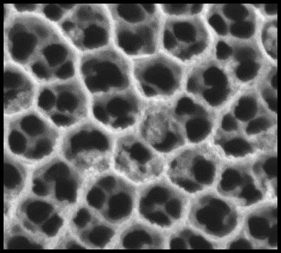 TiO2 Nanotubes Decorated with CoO Nanoparticles