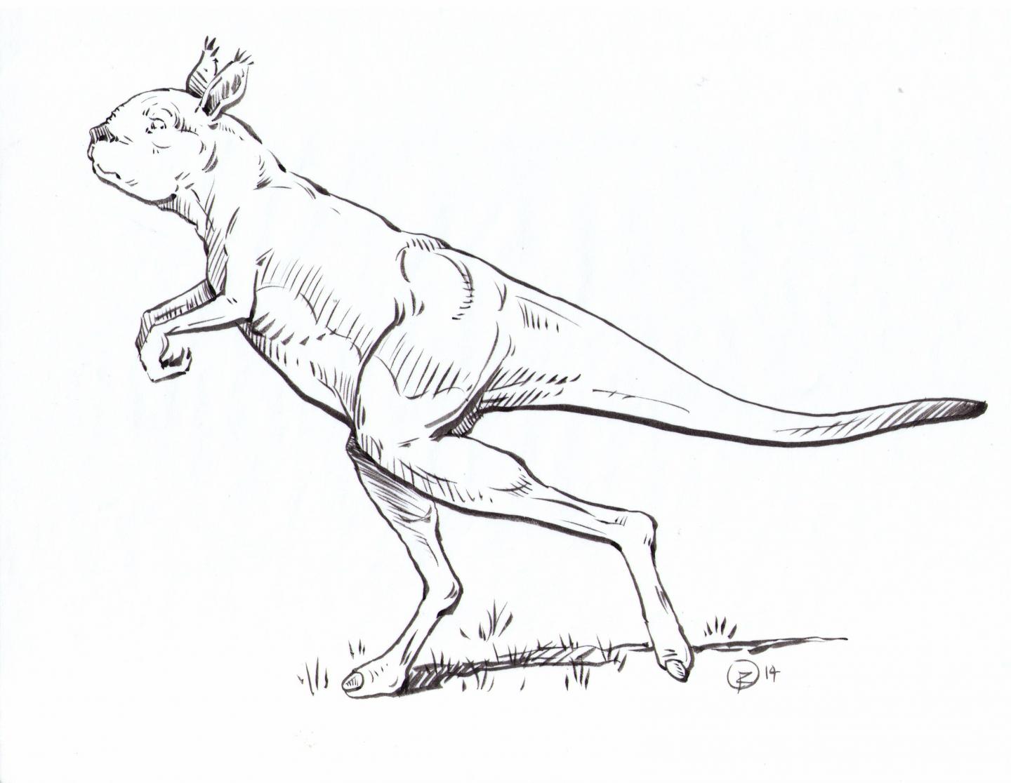 Sthenurine Kangaroo