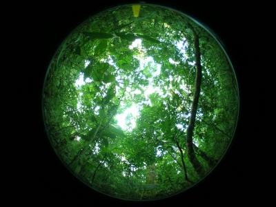 Rainforest Canopy