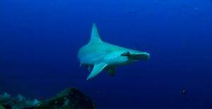 Galapagos-Marine-Reserve-shark- Cori-Lopazanski