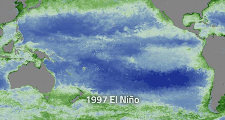 Strong El Nino Events Have a Big Impact on Phytoplankton