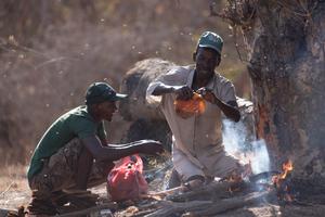 Yao honey-hunters using fire and tools to harvest a bees' nest in Mozambique