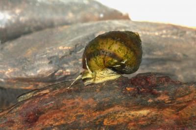 Snail Rediscovered