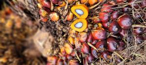 Palm oil fresh fruit bunches