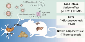 Effects of central administration of the nanomedicine on food intake and liver and brown fat metabolism