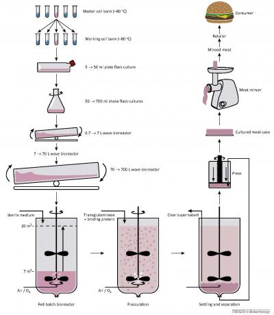 Flow Sheet of a Potential Cultured-Meat Manufacturing Process