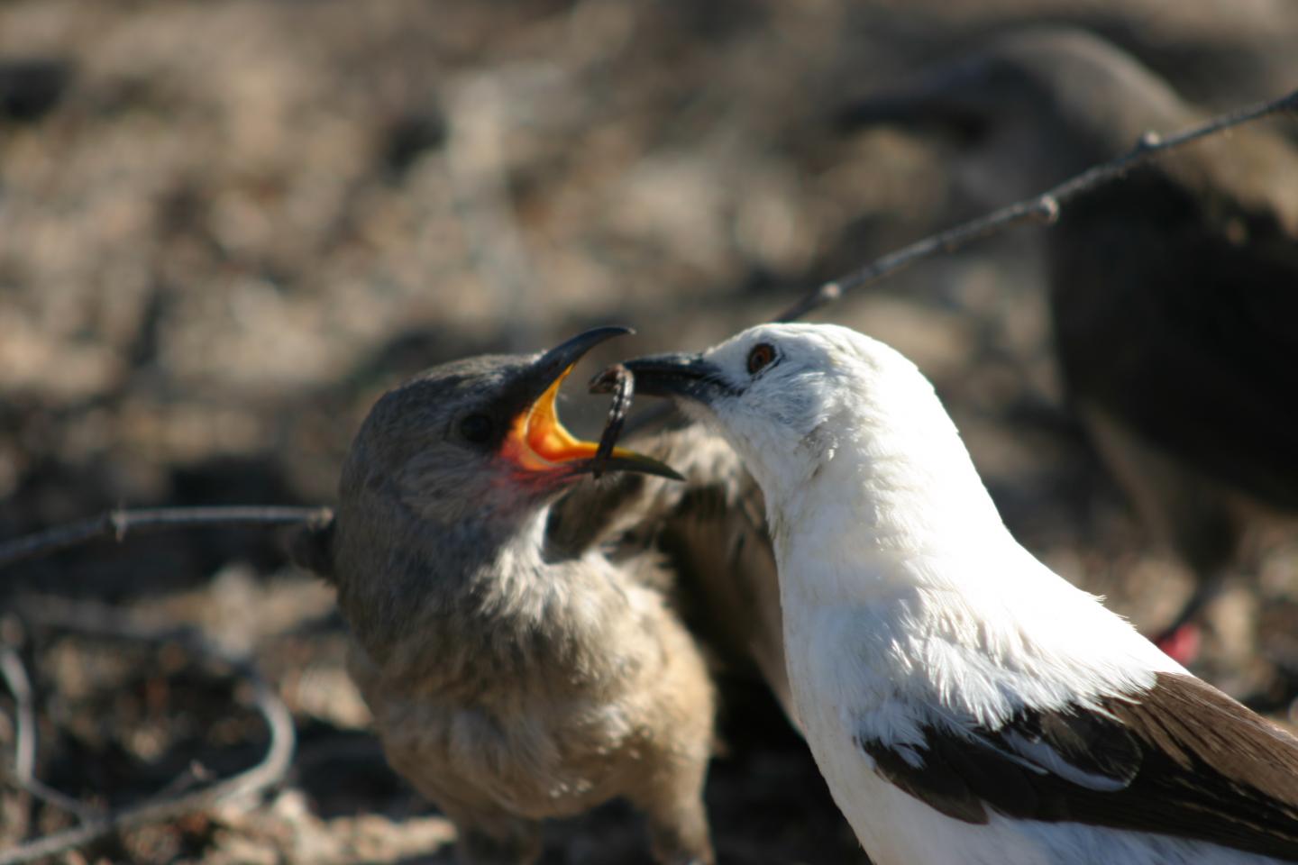 An Adult Southern Pied Babbler Feeding a Fledgling, South Africa