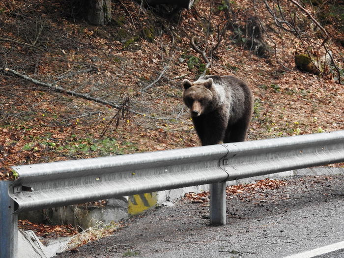 Brown bear waiting on the roadside for food scraps