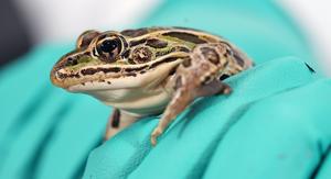 "Forever chemicals" and Northern Leopard frogs