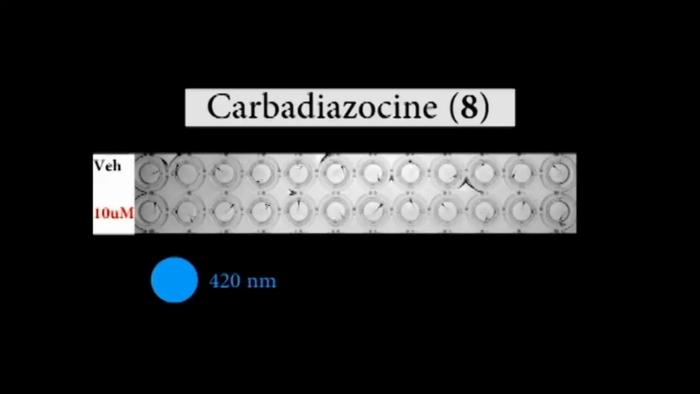 Representative video clip of photocontrolled locomotion of zebrafis