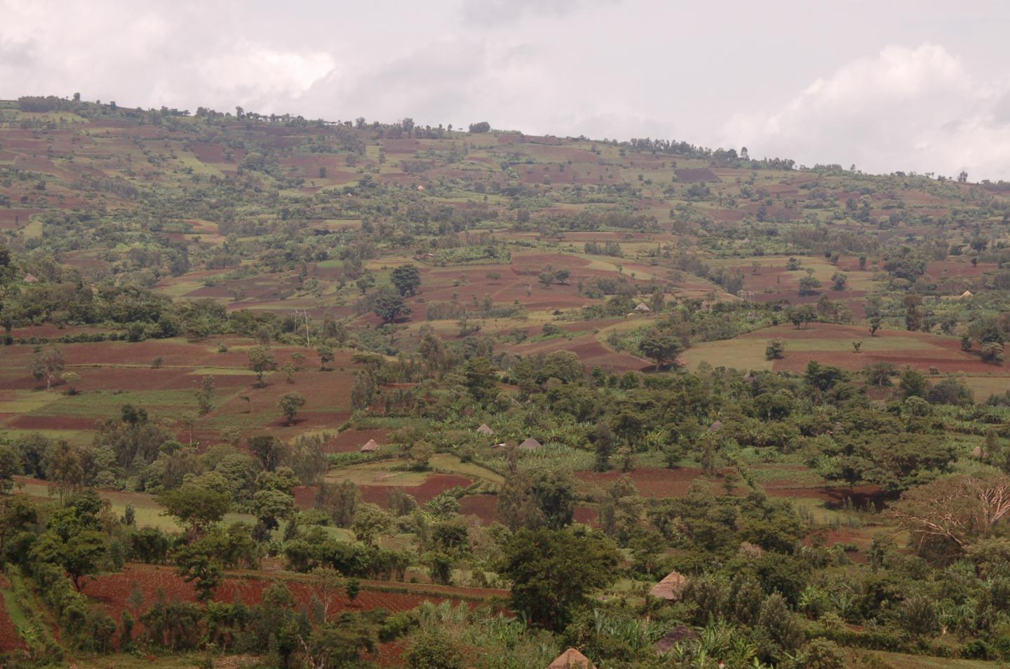 Ethiopian Farming Community
