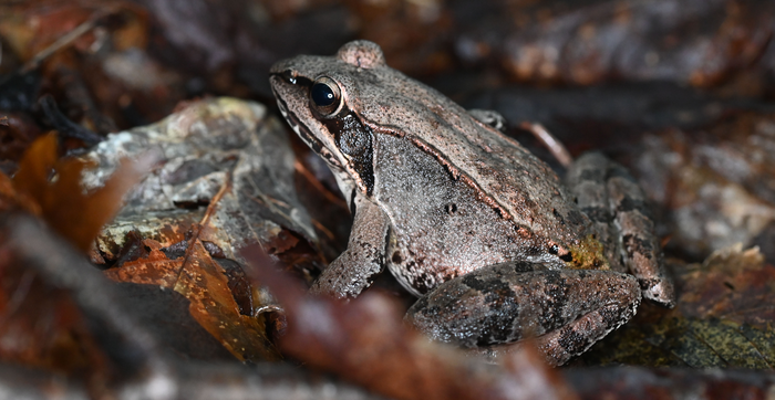 Wood frog photo 3