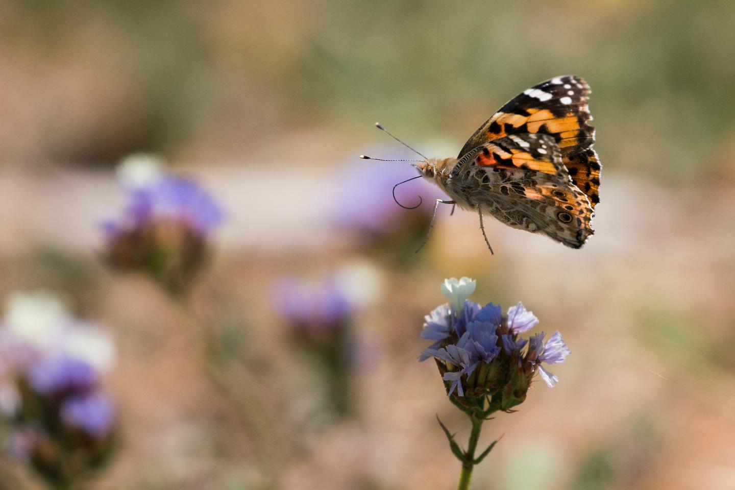 A painted lady butterfly