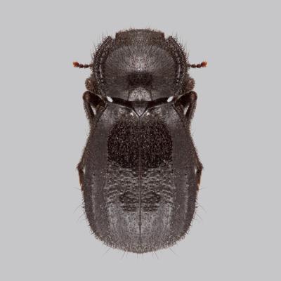 <I>Stenomorpha roosevelti</I> Darkling Beetle