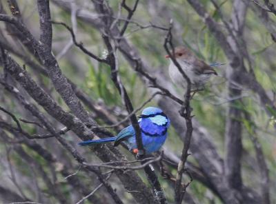 Splendid Fairy-Wrens